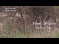 Forest wildlife in summer