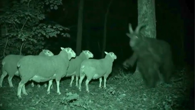 Creepiest Creatures Caught On Trail Cams In 2025 - YouTube