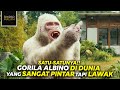 HANYA DIA GORILA ALBINO SATU-SATUNYA DI DUNIA - Alur Film Rampage (2018)