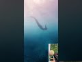 朝の光とマーメイド