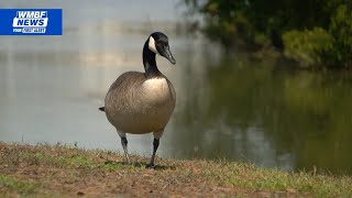 Surfside Beach considers higher fines, possible jail time for bird-feeding violations