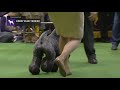 Kerry Blue Terriers | Breed Judging 2019