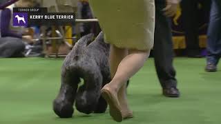 Kerry Blue Terriers | Breed Judging 2019