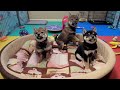 Shiba Inu Puppy Cam: i-Team - Week 8 - AM