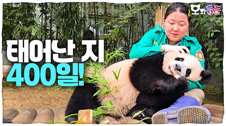 (SUB) Twin Pandas Prefers Aunt Over Their 400th Day Gift🥰│Panda World