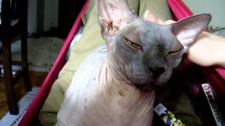 Sphynx purr