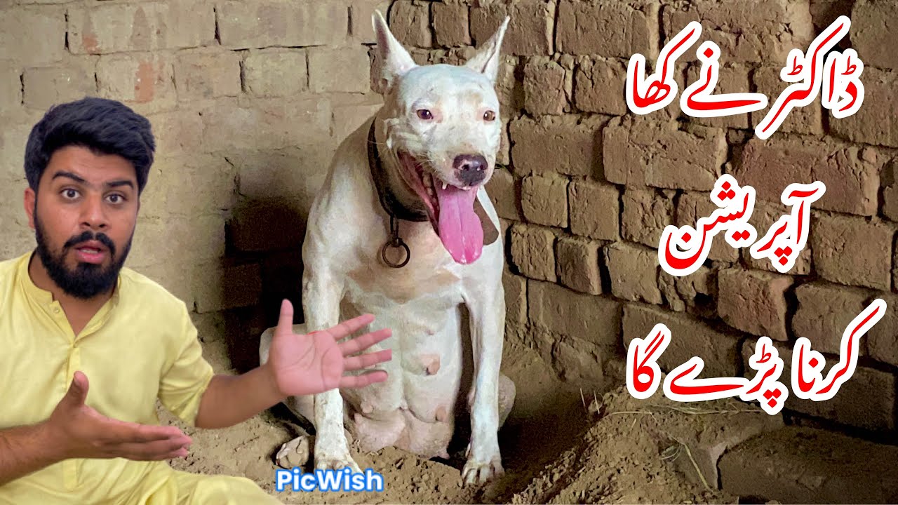 Coco Ka Operate Karna Paraye Ga😭😭 Ab Kia Hu Gaya😳 Dog Dlivery Vlog