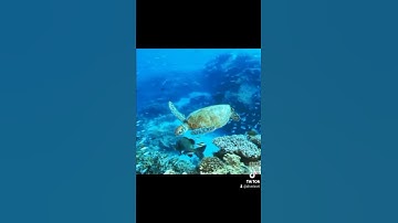 سورة الروم الاية ١٨