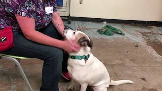 ACS Partners with the Animal Control Team of Philadelphia
