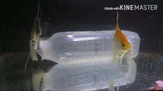 神仙魚第四次產卵孵化，能不能成功呢？ 