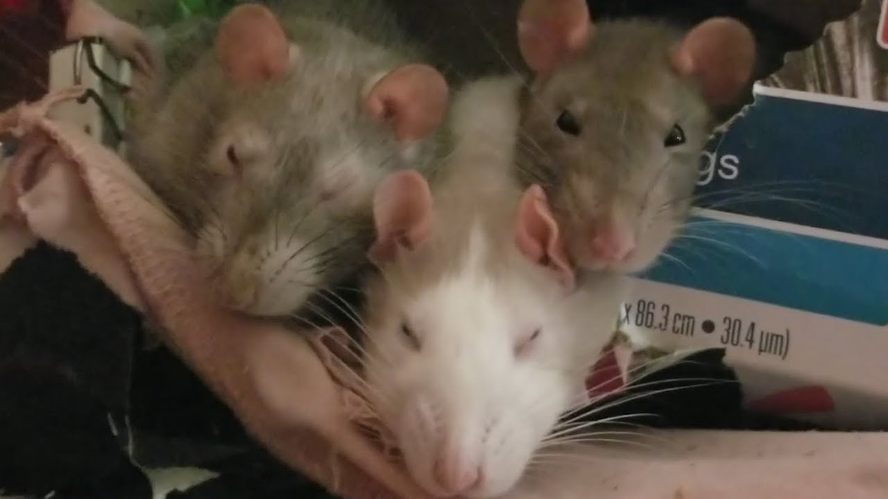Sleeping baby rats