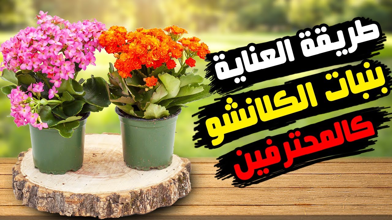 نبات الكلانشوا الهولندي كيف تعتنى بنبات الكلانشوا كالمحترفين فى عالم الزراعة