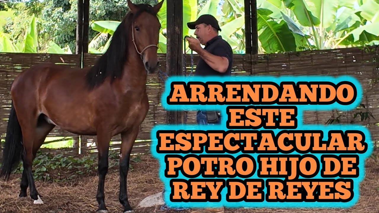 Аренда этого великолепного жеребенка, сына Царя Царей, первоклассного уровня.