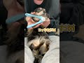 爪切りに命を吸い取られると思ってる犬
