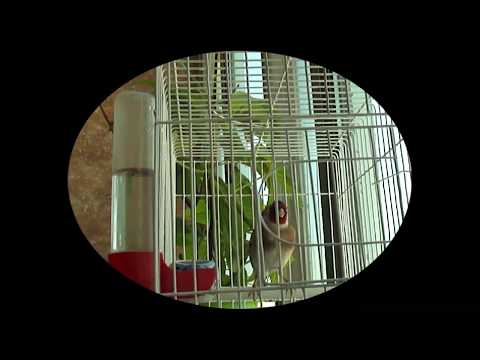 2مقنين خلوي من منطقة سطيف Chant Sauvage Setif 2 