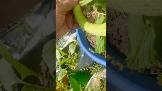 Terrace garden main Tub main kakdi lagg gai # terrace garden # organic # vegetables