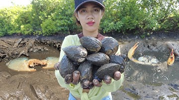 Amazing Catching Massive Mud Crabs and Collecting Sea Clams In Swamp