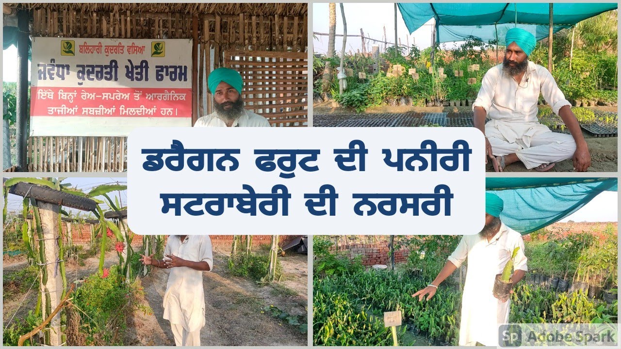 ਸਟਰਾਬੇਰੀ ਅਤੇ ਡ੍ਰੈਗਨ ਫਰੁਟ ਦੀ ਨਰਸਰੀ strawberry nursery and dargon fruit nursery @KISAANTV