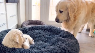 Golden Retriever Reacts to Golden Retriever Puppy Occupying His Bed