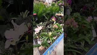 Plant shopping at Lowes #ihavethisthingwithplants