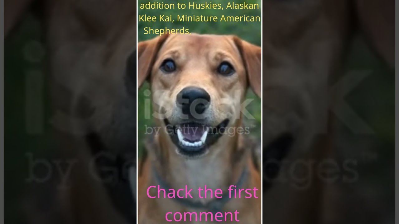 Why My Dog Have Blue Eyes Shart YouTube Why My Dog Have Blue Eyes Shart YouTube