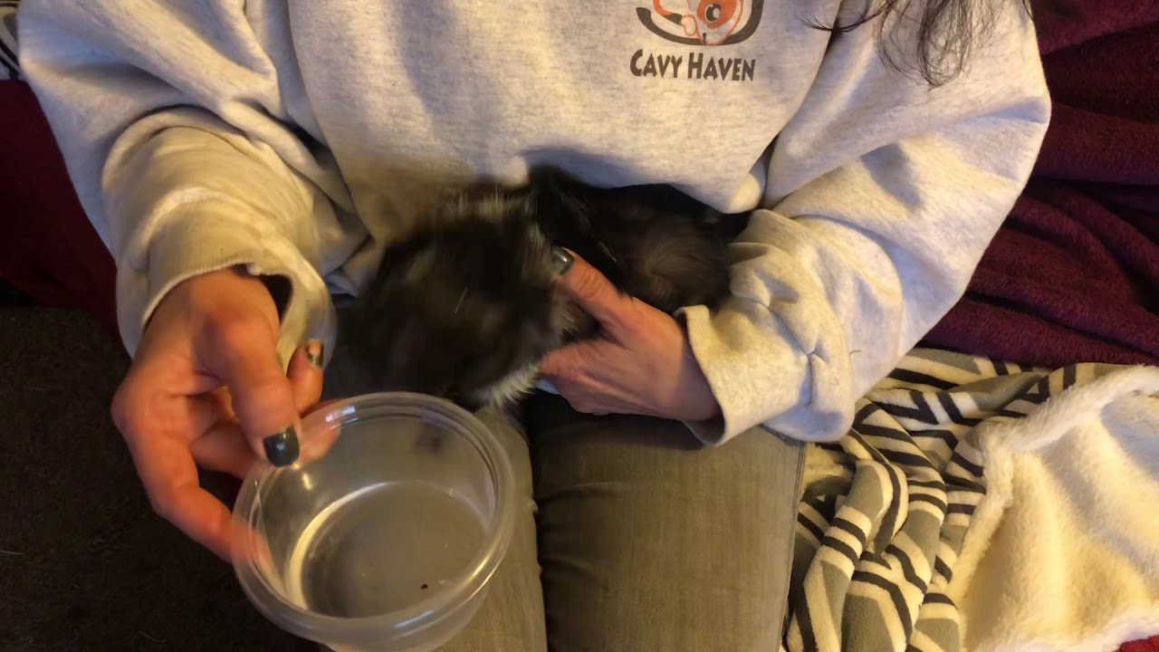 Guinea Pig Boar Cleaning YouTube