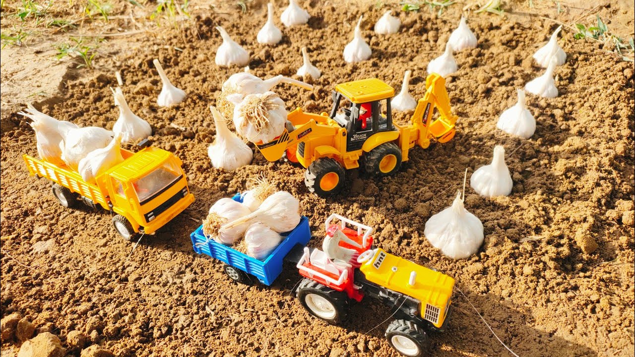 Garlic farming And shifting ey farm by 4WD tractor john Deere, Mahindra