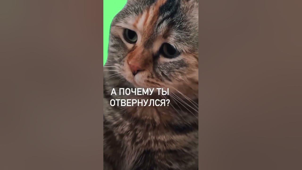 Чёрный попугай - YouTube