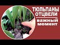 Тюльпаны отцвели.  Важный нюанс в уходе