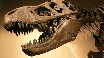 I just found a real fossil!!!