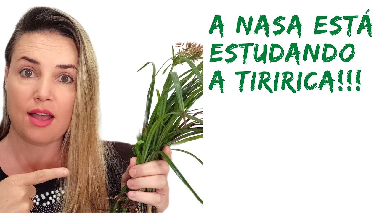 Benefícios da TIRIRICA para a sua SAÚDE! até a NASA já sabe! - YouTube