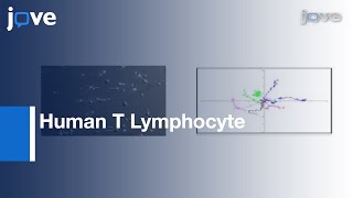 Human T Lymphocyte Isolation, Culture & Analysis: Migration | Protocol Preview