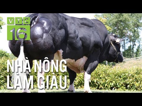 Video Bò 3B 