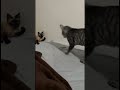 😺 🇧🇷capoeirista!Essa ginga aí e do mestre miau #cat