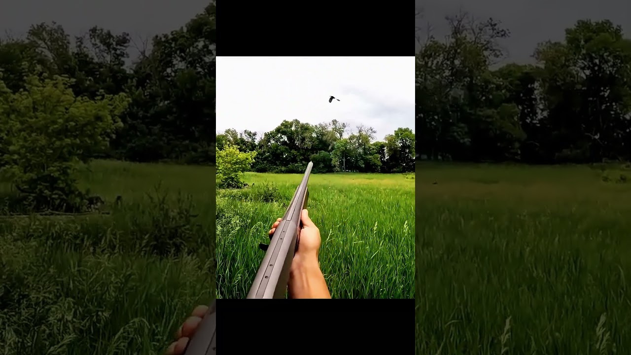 Tow Done Pigeon Hunting 