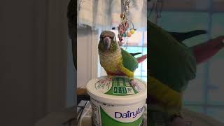 Parrot showing off 😉