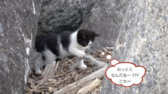 野良猫 猫動画 海岸の猫 Youtube