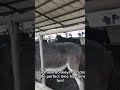 3 of my donkeys 🫏 are fighting #horse #lifeisbutadream #donkeykong #donkey