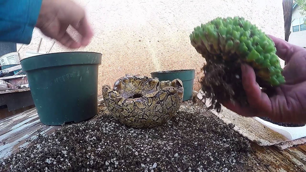 Conophytum marginatum