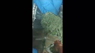 Trimming & Pressing some Rosin!
