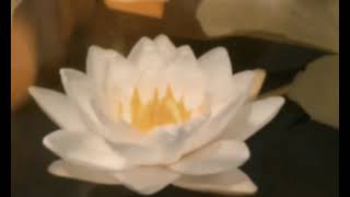 Laura Palmer Theme (Instrumental) | TikTok Best Part – Slowed