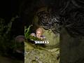 What Happens If You Fall Into a Snake Pit 🐍