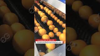 Automatic Citrus Orange Fruits Washing Waxing Grading Machine