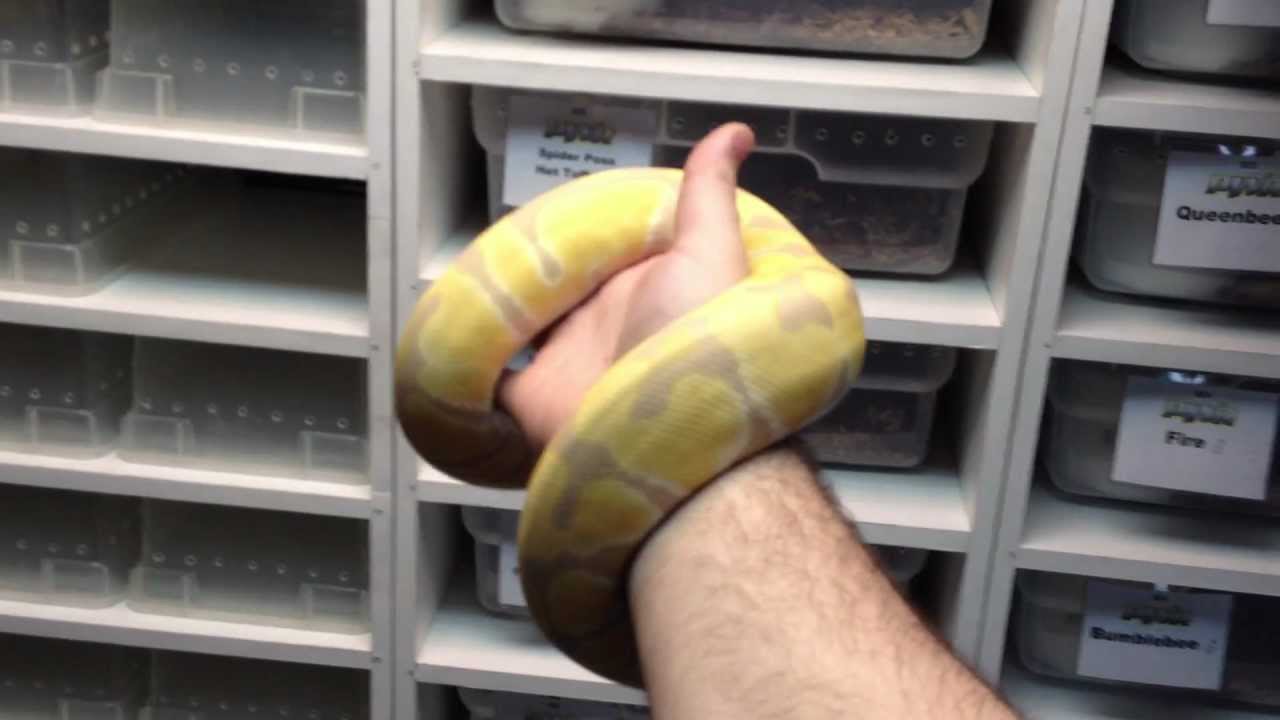 snake oil Toffino