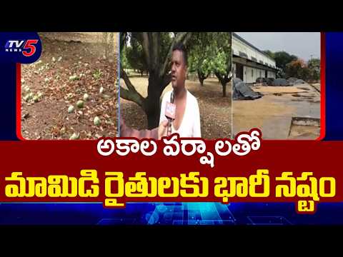 Mango Farmers Huge Loss with Untimely Rains In Medak District | TV5 News - TV5NEWS