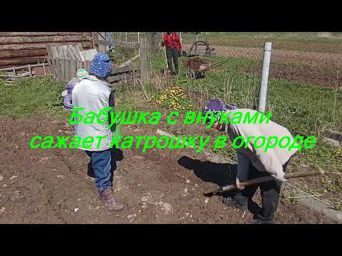 Бабушка с внуками сажает картошку, гусята растут