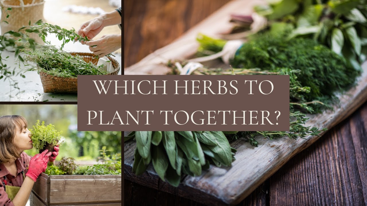 Which Herbs To Plant Together 10 Common Herbs Companion Planting