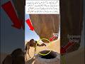 Camel Drinking Water From Well In Desert Under A Rock Shade#shorts#ytshorts#viral#camel#nature