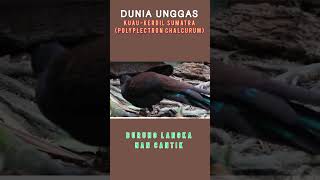 Download Lagu Kuau Kerdil Sumatera \ MP3