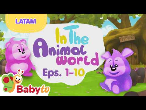 ¡Descubre el increíble mundo animal! 🦁🌍 | En el Mundo Animal | BabyTV